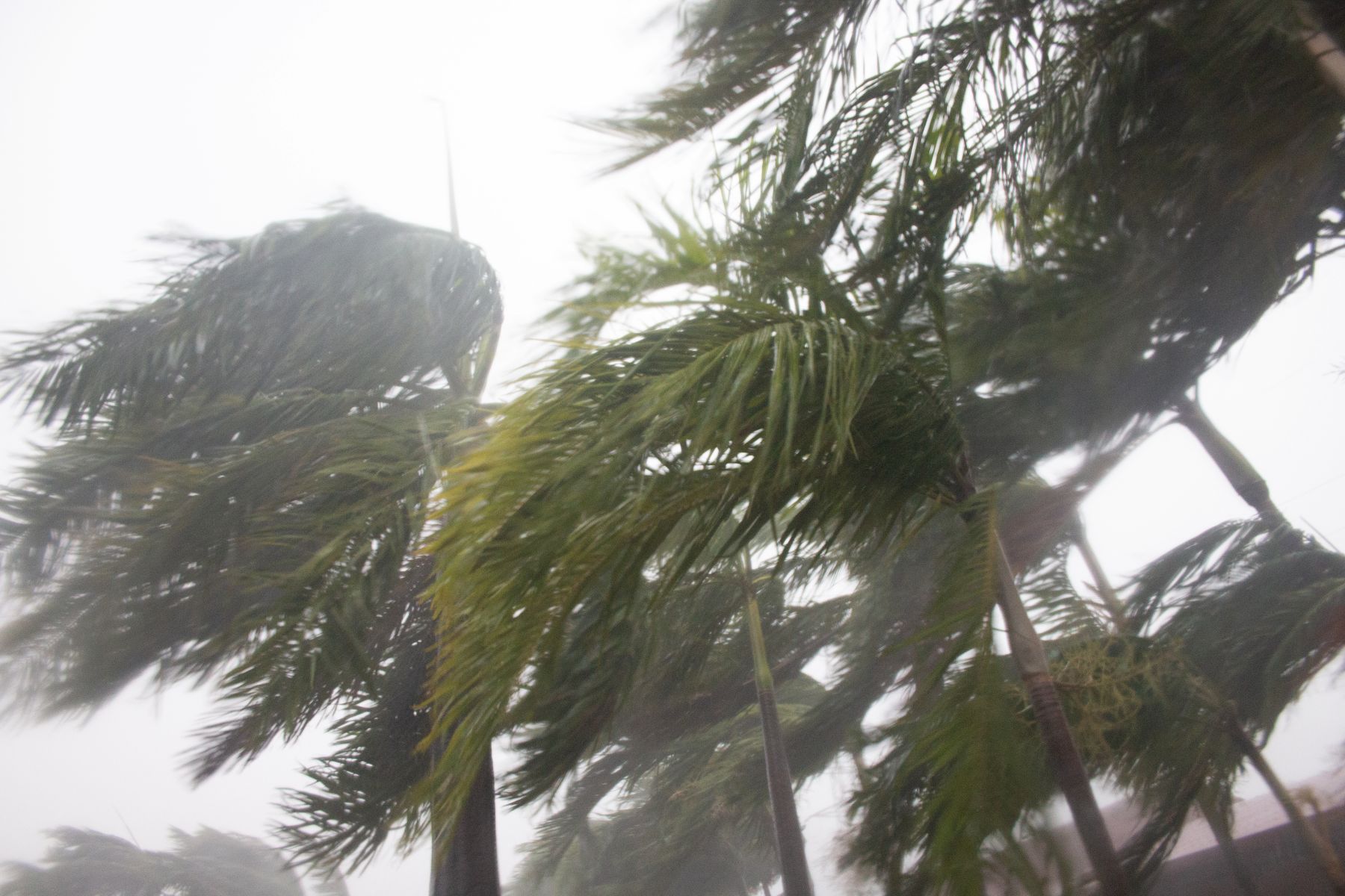The after effects of Cyclone Alfred on Xenia Mutual 